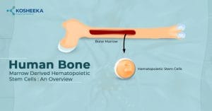 Read more about the article Human Bone Marrow Derived Hematopoietic Stem Cells: An Overview