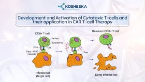 Read more about the article The Power of Cytotoxic T Cells: Revolutionizing Cancer Therapy