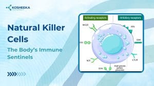 Read more about the article Natural Killer Cells(NK Cells): The Body’s Immune Sentinels