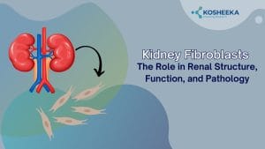 Read more about the article Kidney Fibroblasts: The Role in Renal Structure, Function, and Pathology