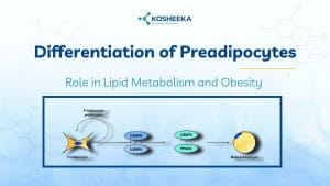 Read more about the article Differentiation of Preadipocytes: Role in Lipid Metabolism and Obesity