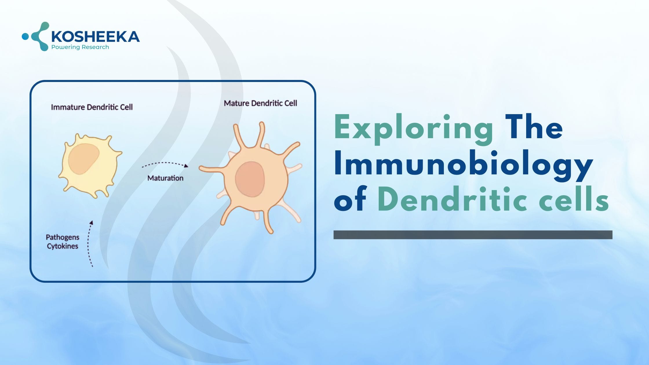 You are currently viewing What Are Dendritic Cells and Their Role in Immunobiology?
