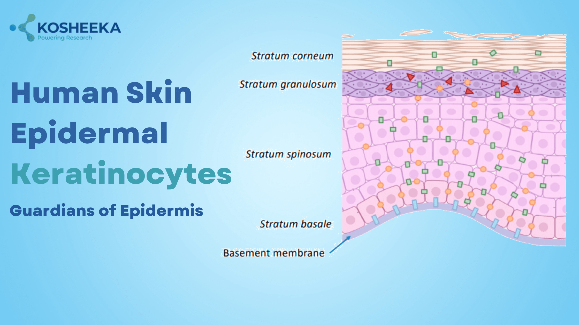 Human Skin Epidermal Keratinocytes Structure Function Research Human Skin Epidermal Keratinocytes Structure Function Research