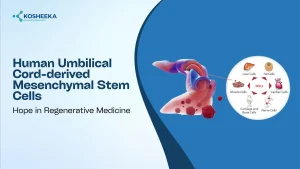 Read more about the article Human Umbilical Cord-derived Mesenchymal Stem Cells: Hope in Regenerative Medicine