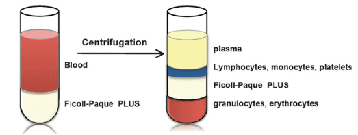 Isolation of blood mononuclear cells by density gradient centrifugation