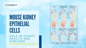 Read more about the article Mouse Kidney Epithelial Cells: Role in Kidney Health and Diseases
