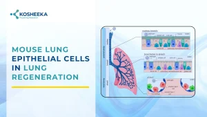 Read more about the article Mouse Lung Epithelial Cells In Lung Regeneration