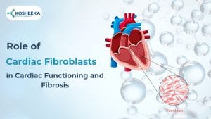 Read more about the article Role of Cardiac Fibroblasts in Cardiac Functioning and Fibrosis