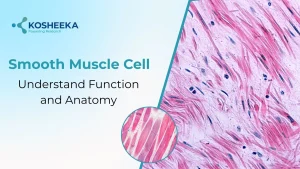 Read more about the article Smooth Muscle Cell: Understand Function and Anatomy