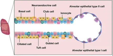 Type of Lung Epithelial Cells | Kosheeka
