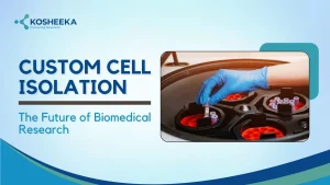 Read more about the article Custom Cell Isolation: The Future of Biomedical Research