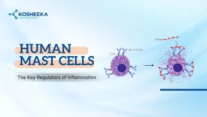 Read more about the article Human Mast Cells: The Key Regulators of Inflammation