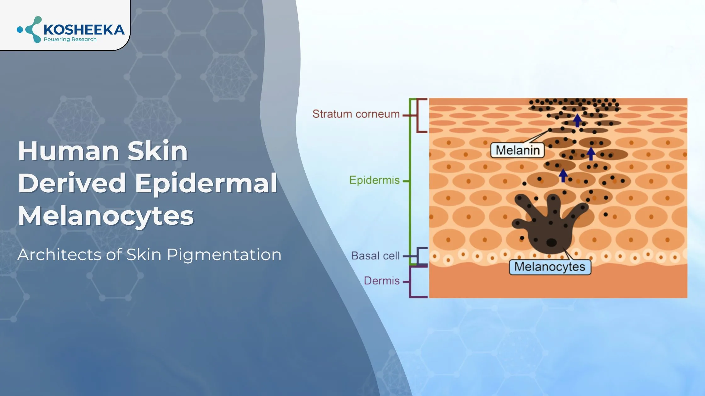 You are currently viewing Human Skin Derived Epidermal Melanocytes: Architects of Skin Pigmentation