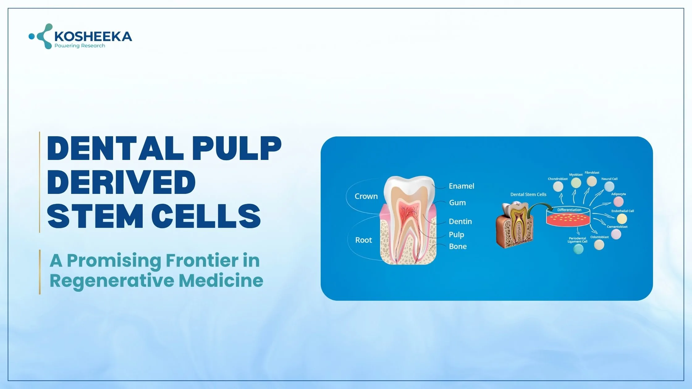You are currently viewing Dental Pulp Derived Stem Cells: A Promising Frontier in Regenerative Medicine
