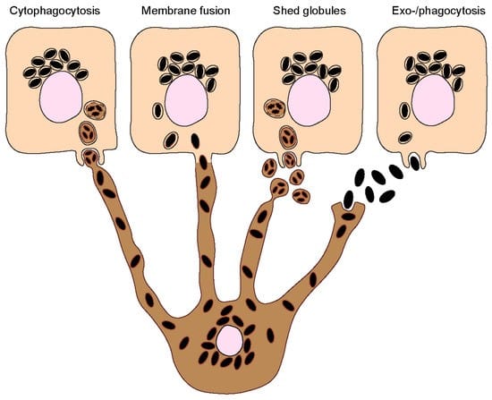 Transport of melanosomes - Kosheeka