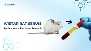 Read more about the article Wistar Rat Serum: Applications in Preclinical Research