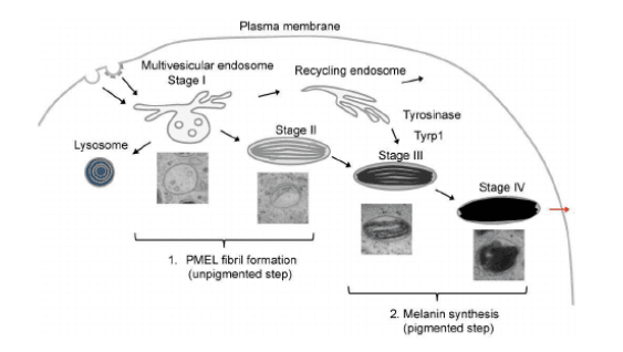 Stages of melanosome formation - Kosheeka