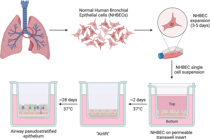 Air-liquid interface technique for culturing human bronchial epithelial cells.