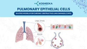 Read more about the article Pulmonary Epithelial Cells: In Vitro Models for Chronic Obstructive Lung Damage (COPD)