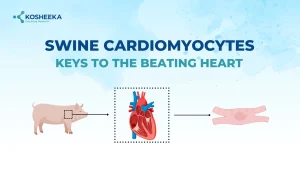 Read more about the article Swine Cardiomyocytes: Keys to the Beating Heart