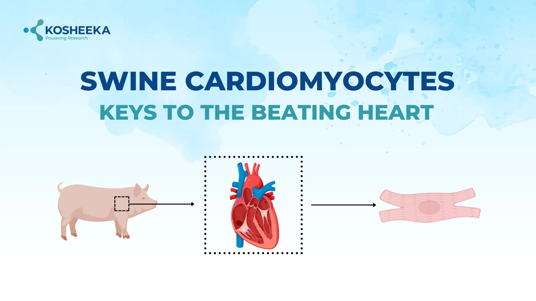 You are currently viewing Swine Cardiomyocytes: Keys to the Beating Heart