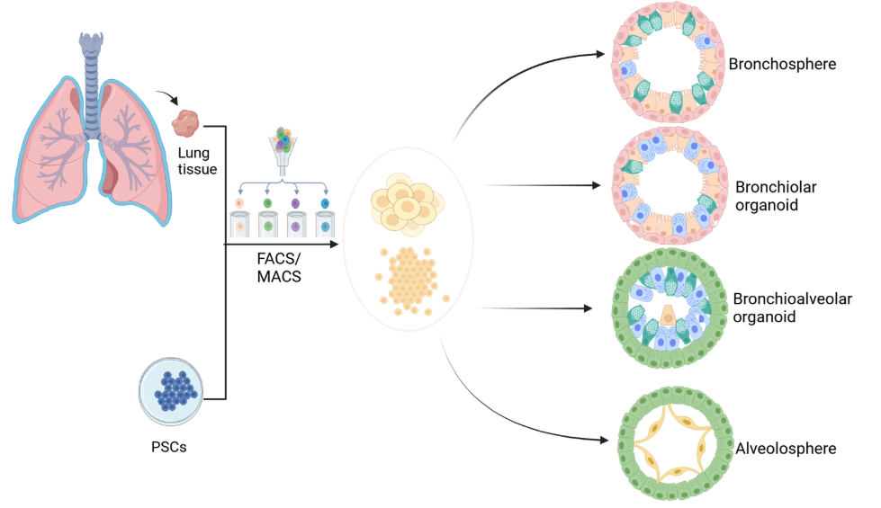 Different types of lung organoids derived either from pulmonary cells or induced pluripotent stem cells (PSCs)