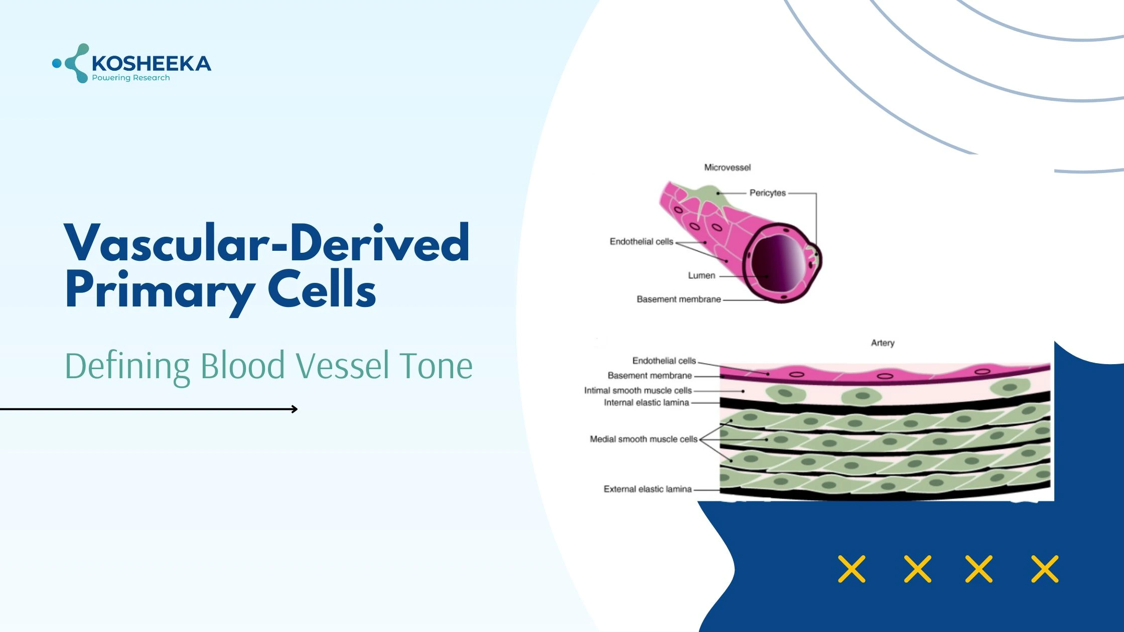 You are currently viewing Vascular-Derived Primary Cells: Defining Blood Vessel Tone