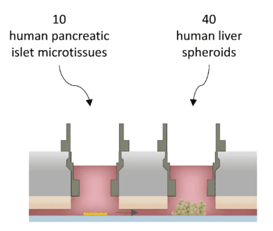 Diagrammatic representation of two organ-on-chip model