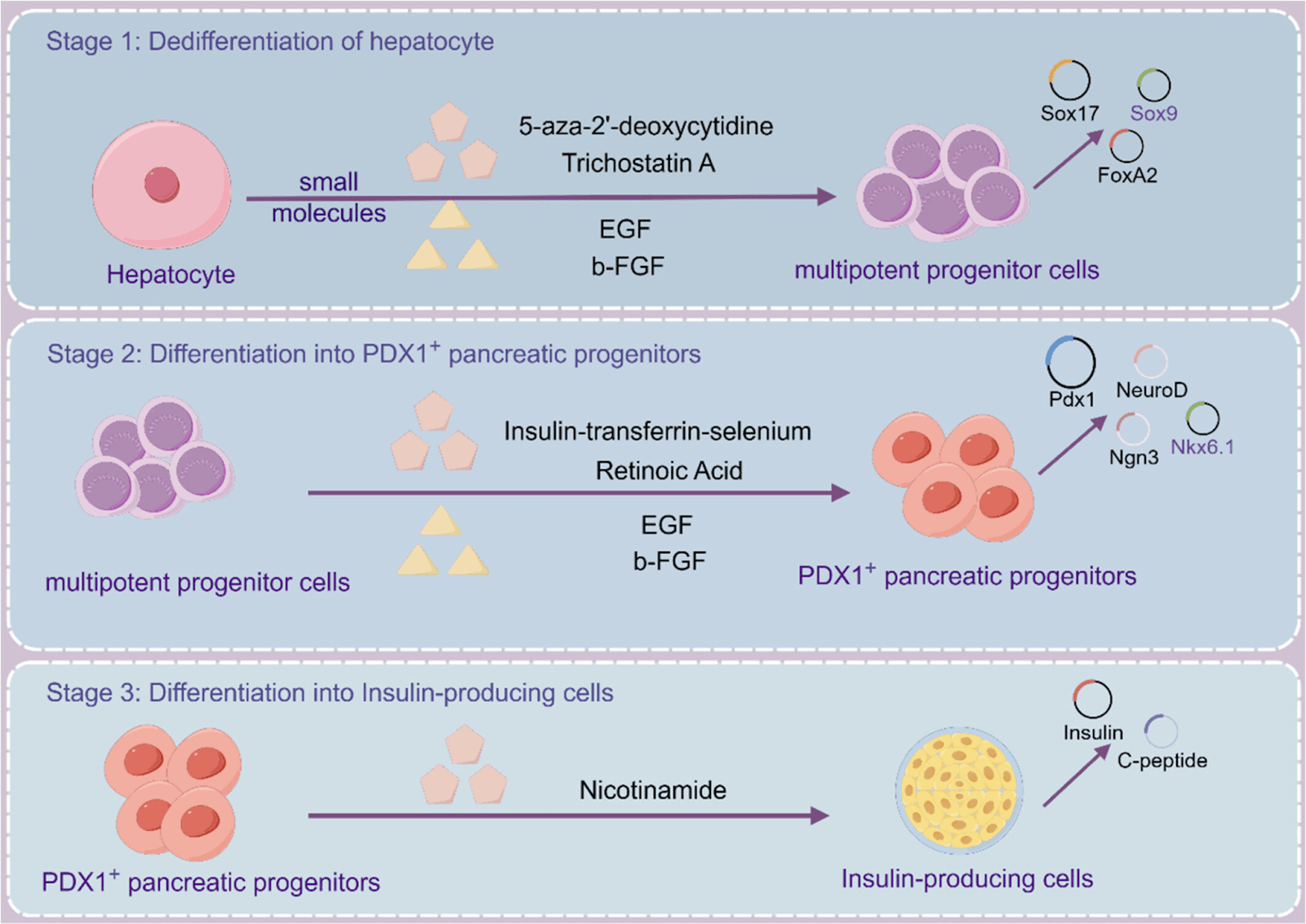 Chemical reprogramming of liver hepatocytes into pancreatic beta-islets