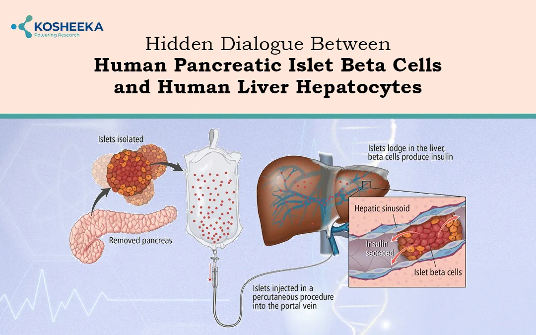 You are currently viewing Hidden Dialogue Between Human Pancreatic Islet Beta Cells and Human Liver Hepatocytes