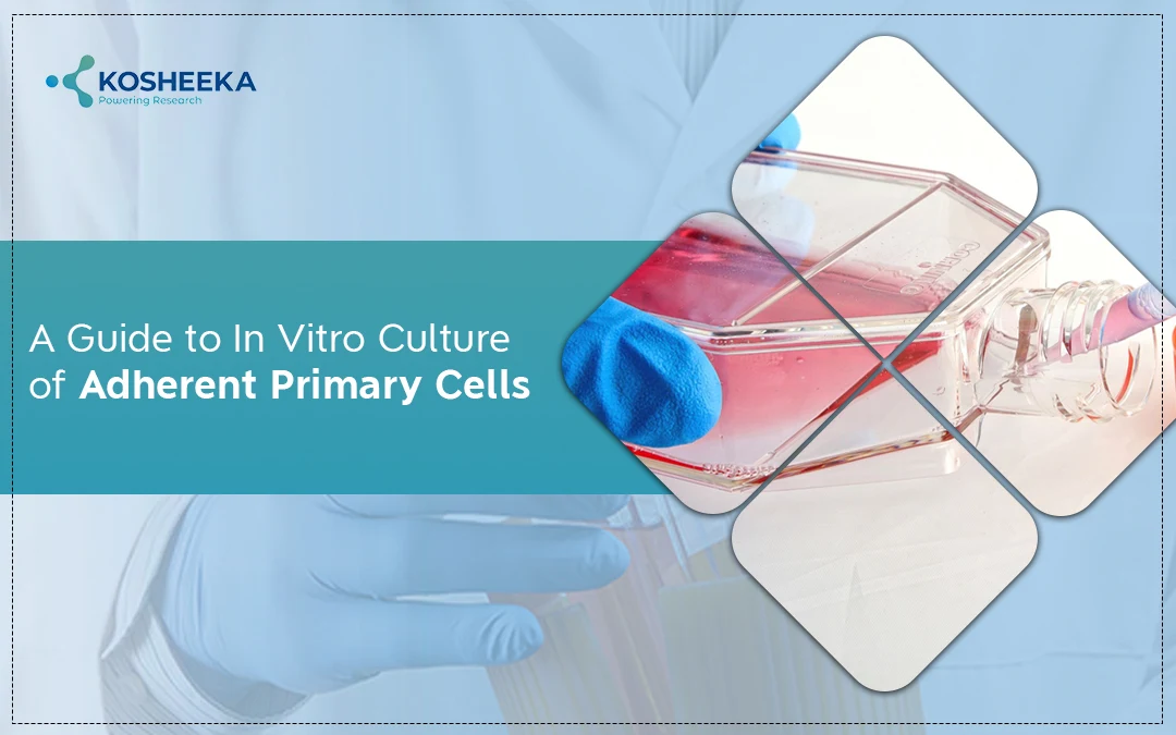 You are currently viewing A Guide to In Vitro Culture of Adherent Primary Cells