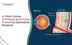Read more about the article In Vitro Culture of Primary Retinocytes Promoting Ophthalmic Research