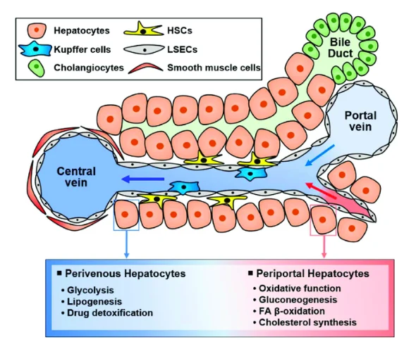 Human-Liver-Hepatocytes