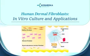 Read more about the article Human Dermal Fibroblasts: In Vitro Culture and Applications
