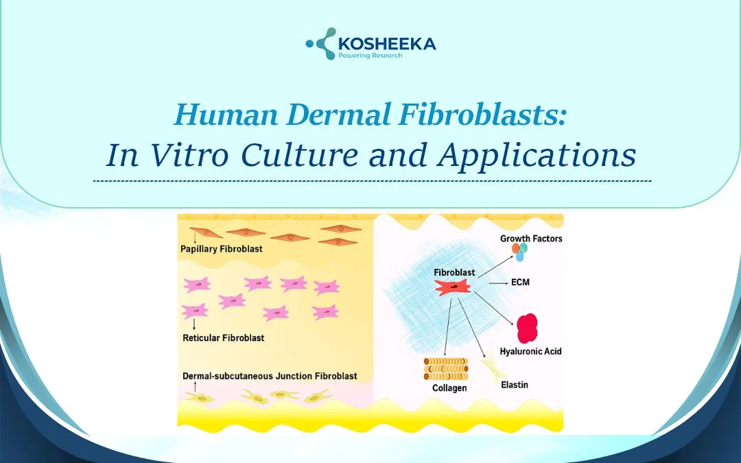 You are currently viewing Human Dermal Fibroblasts: In Vitro Culture and Applications