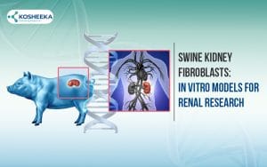Read more about the article Swine Kidney Fibroblasts: In Vitro Models for Renal Research