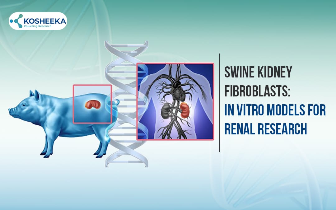 You are currently viewing Swine Kidney Fibroblasts: In Vitro Models for Renal Research