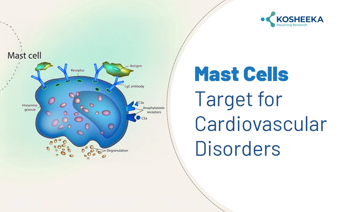 You are currently viewing Mast Cells: Target for Cardiovascular Disorders