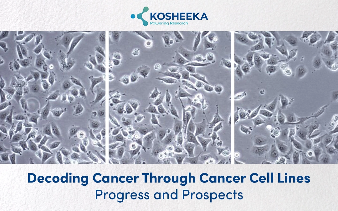 You are currently viewing Decoding Cancer Through Cancer Cell Lines: Progress and Prospects