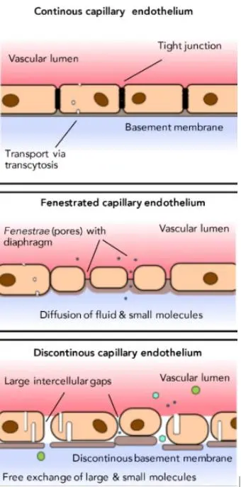 Endothelial Cells
