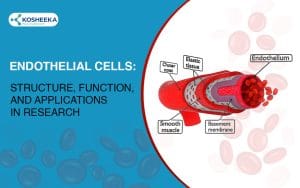 Read more about the article Endothelial Cells: Structure, Function, and Applications in Research