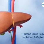 Human Liver Hepatocytes: Isolation & Culture