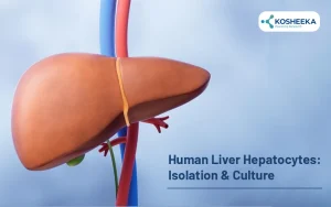 Read more about the article Human Liver Hepatocytes: Isolation & Culture
