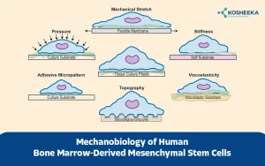 Read more about the article Mechanobiology of Human Bone Marrow-Derived Mesenchymal Stem Cells