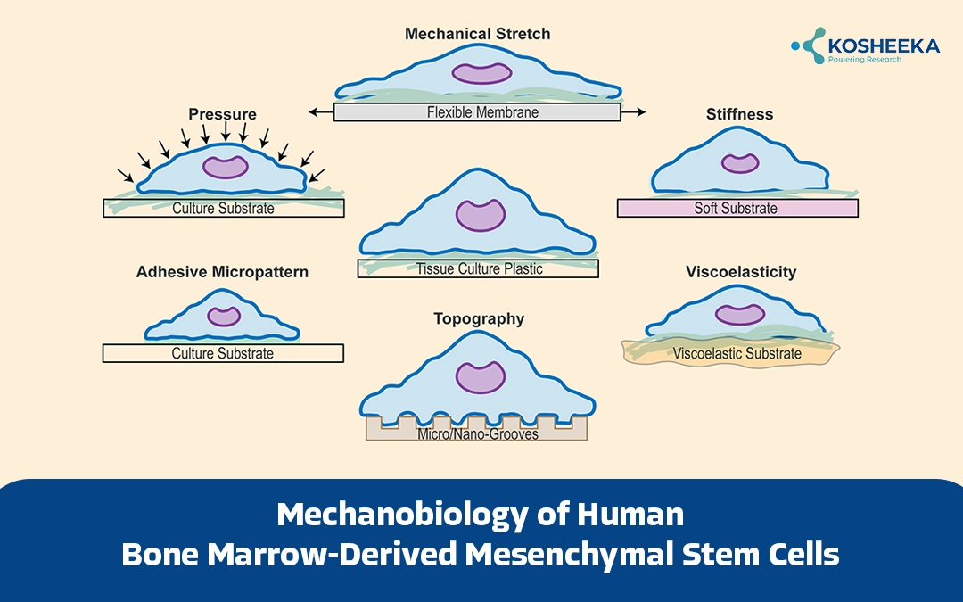 You are currently viewing Mechanobiology of Human Bone Marrow-Derived Mesenchymal Stem Cells