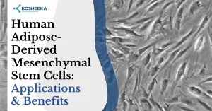 Read more about the article Human Adipose-Derived Mesenchymal Stem Cells: Applications & Benefits