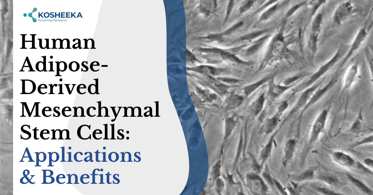 You are currently viewing Human Adipose-Derived Mesenchymal Stem Cells: Applications & Benefits