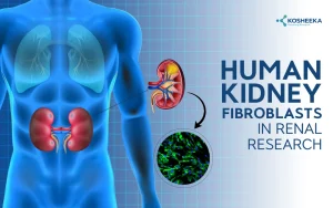 Read more about the article Human Kidney Fibroblasts in Renal Research