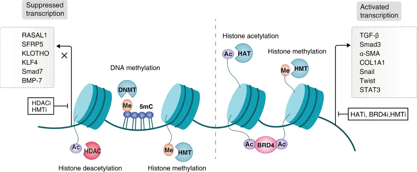  Human Kidney Fibroblasts in Renal Research 