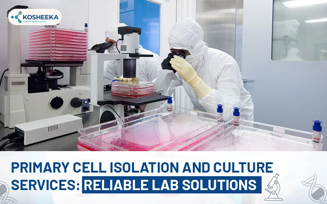 You are currently viewing Primary Cell Isolation and Culture Services: Reliable Lab Solutions